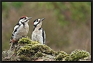 Grote Bonte Specht, Great Spotted Woodpecker, Dendrocopos major Location: Lemelerveld, the Netherlands Grote Bonte Specht MG 8435 1 kopie